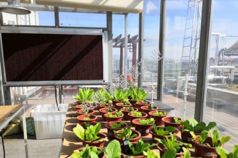 河北秦皇島產業研究院智能玻璃溫室