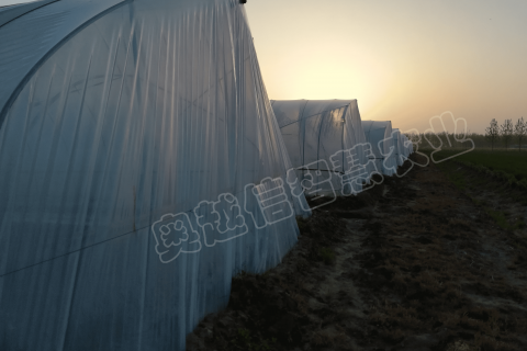 宿遷種植戶老棚升級智能棚，自動灌溉、自動控溫，自動卷簾等