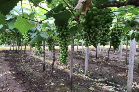 江蘇江陰市家庭農場葡萄基地