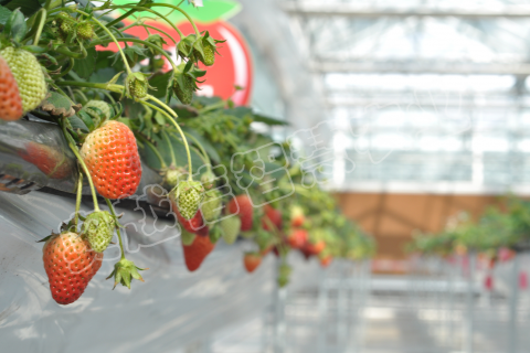 威海市草莓農業園